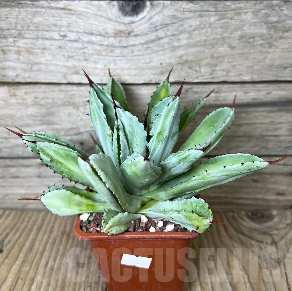SHPR16399 Agave potatorum 'Cubic'
