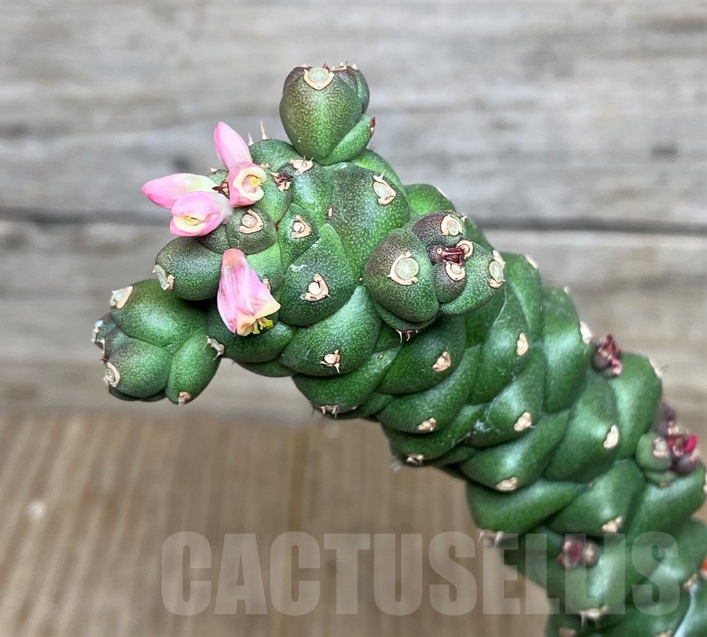 SHPR16308 Monadenium ritchiei