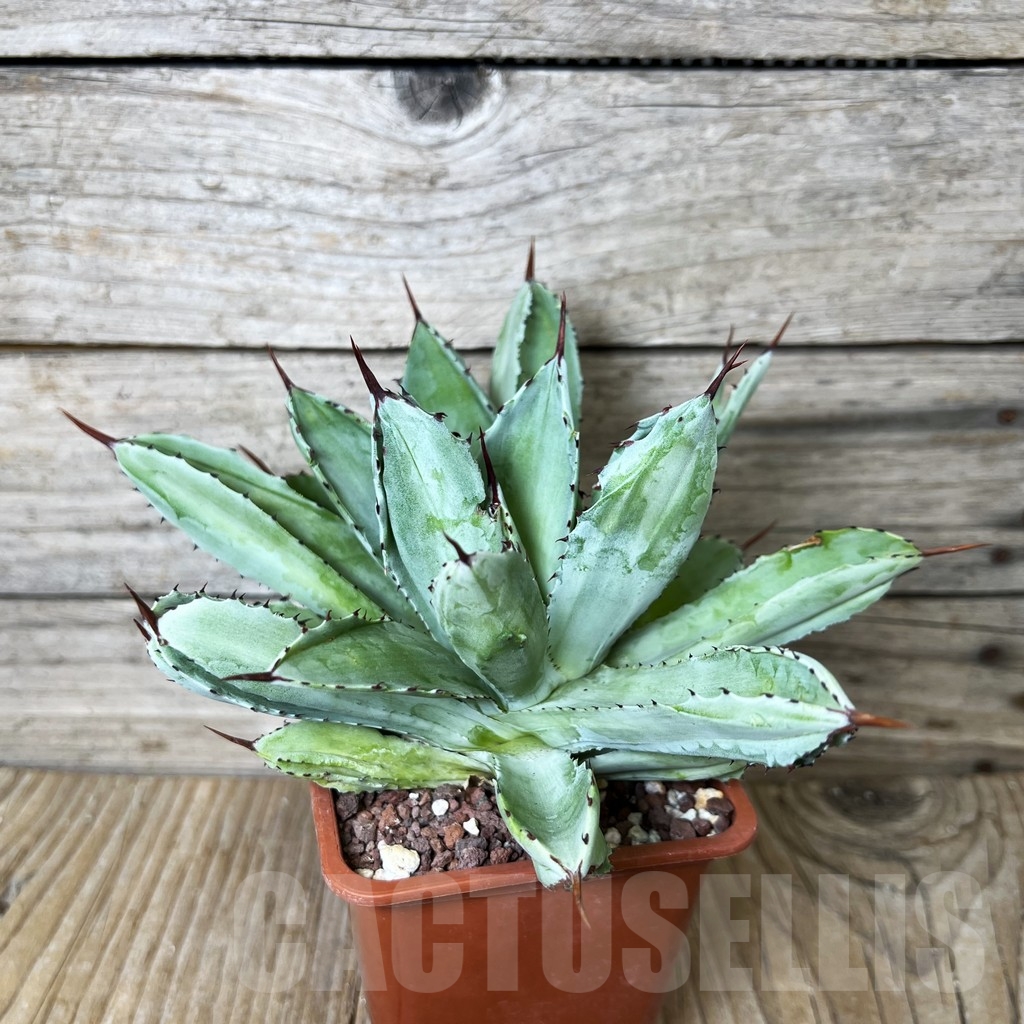 SHPR16399 Agave potatorum 'Cubic' - Image 3