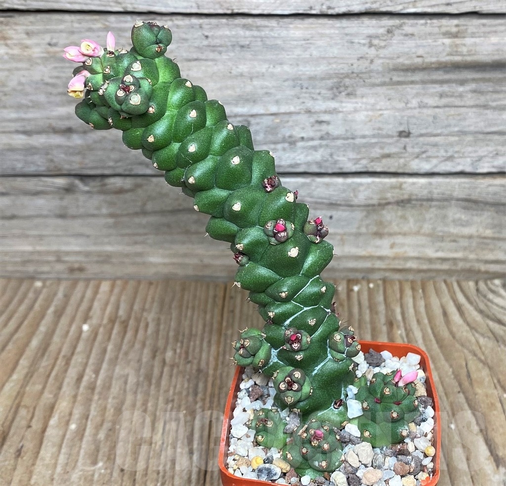 SHPR16308 Monadenium ritchiei - Imagen 2