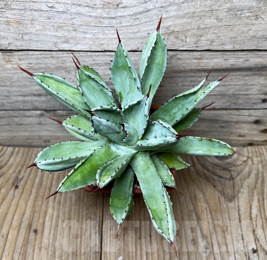 SHPR16399 Agave potatorum 'Cubic' - Image 2