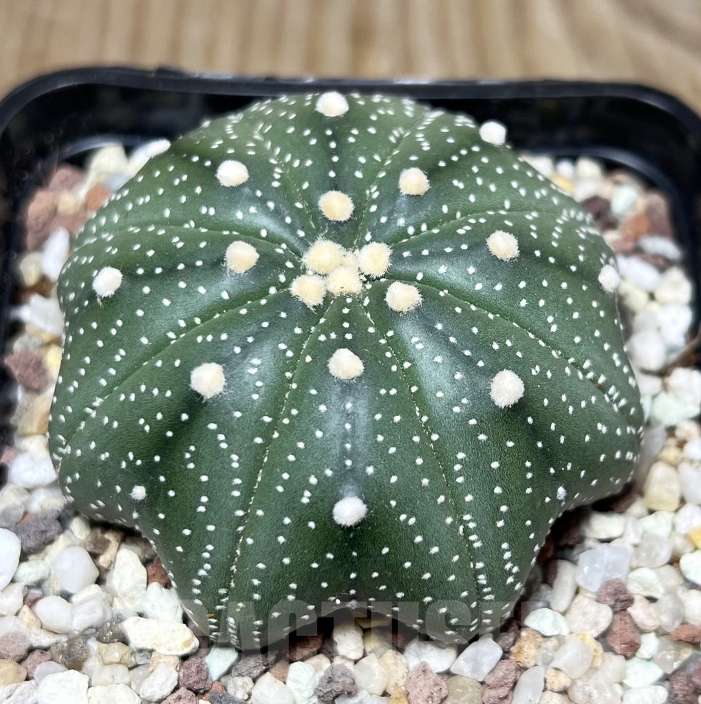 SHPR16434 Astrophytum asterias 'Miracle' - Image 2