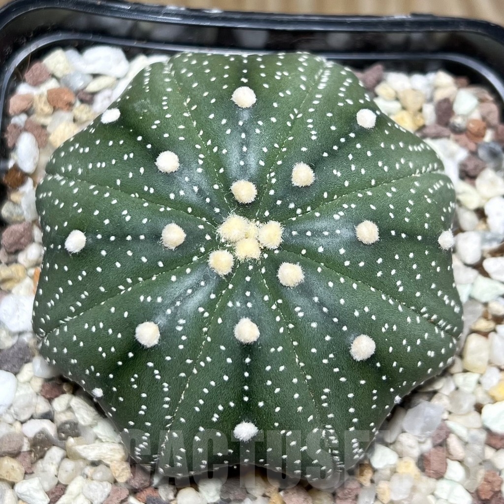 SHPR16434 Astrophytum asterias 'Miracle'
