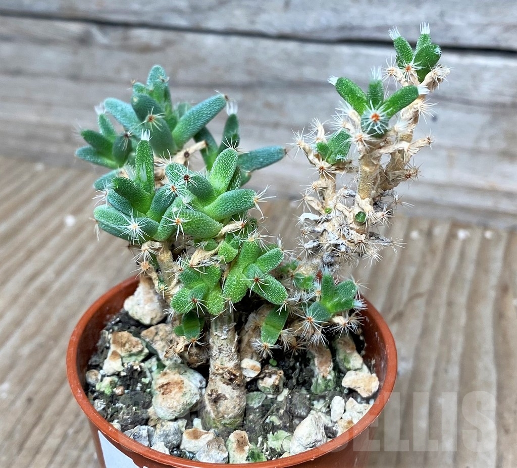 SHPR16310 Trichodiadema marlothii – Image 2