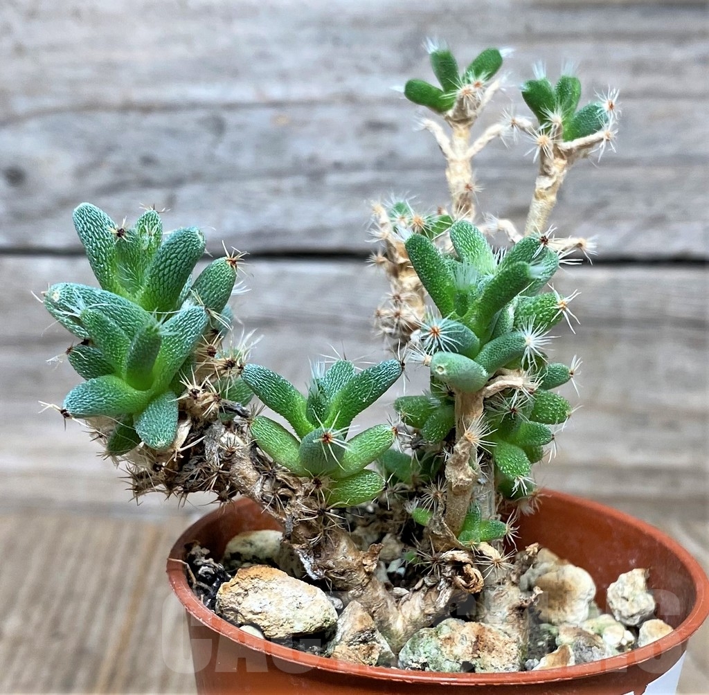 SHPR16310 Trichodiadema marlothii