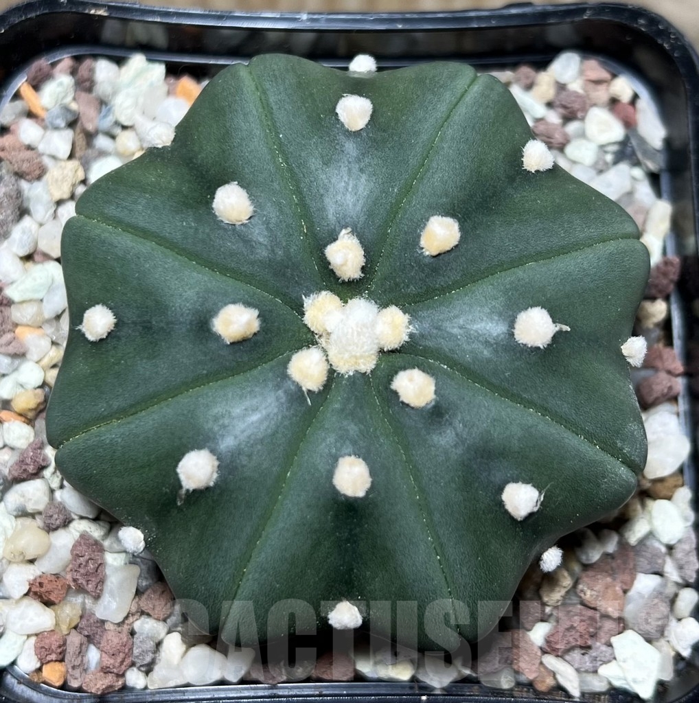 SHPR16435 Astrophytum asterias 'Miracle'