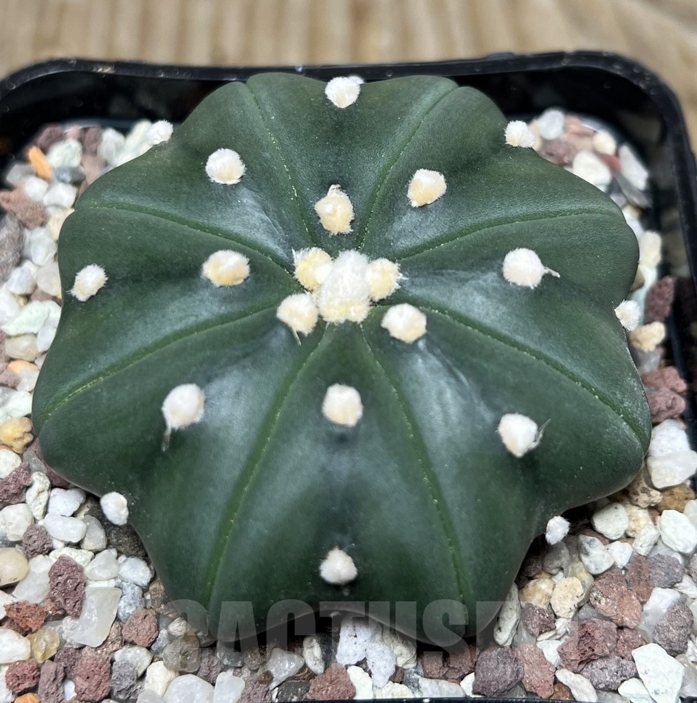 SHPR16435 Astrophytum asterias 'Miracle' - Image 2