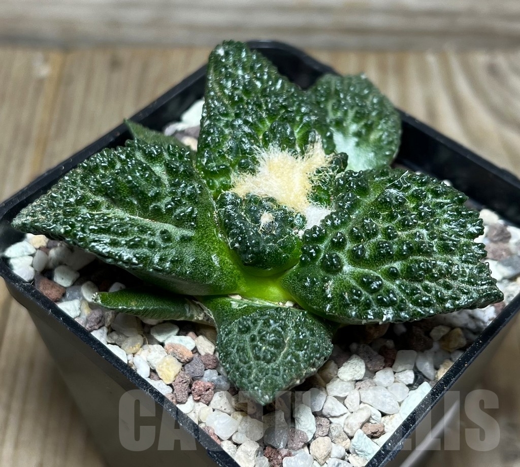 SHPR16437 Ariocarpus fissuratus 'Godzilla' hybrid