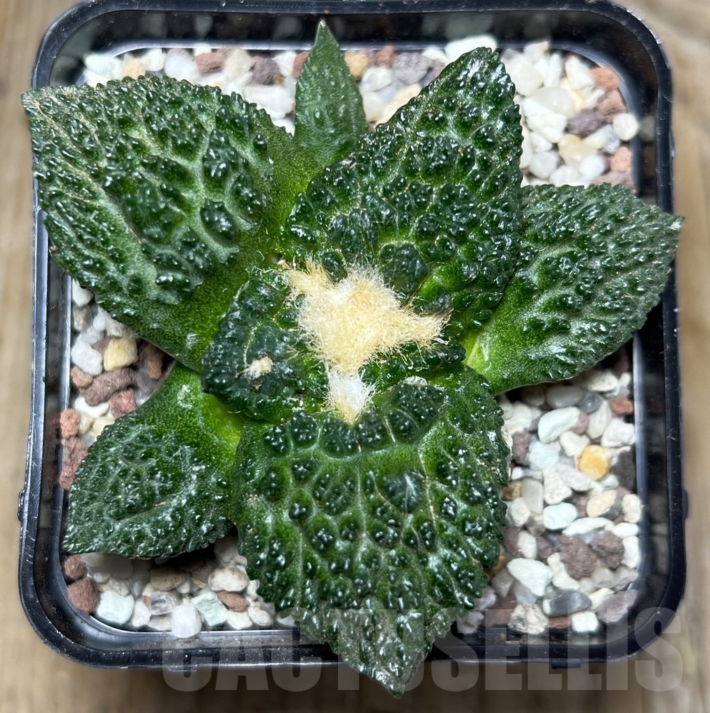 SHPR16437 Ariocarpus fissuratus 'Godzilla' hybrid - Зображення 2