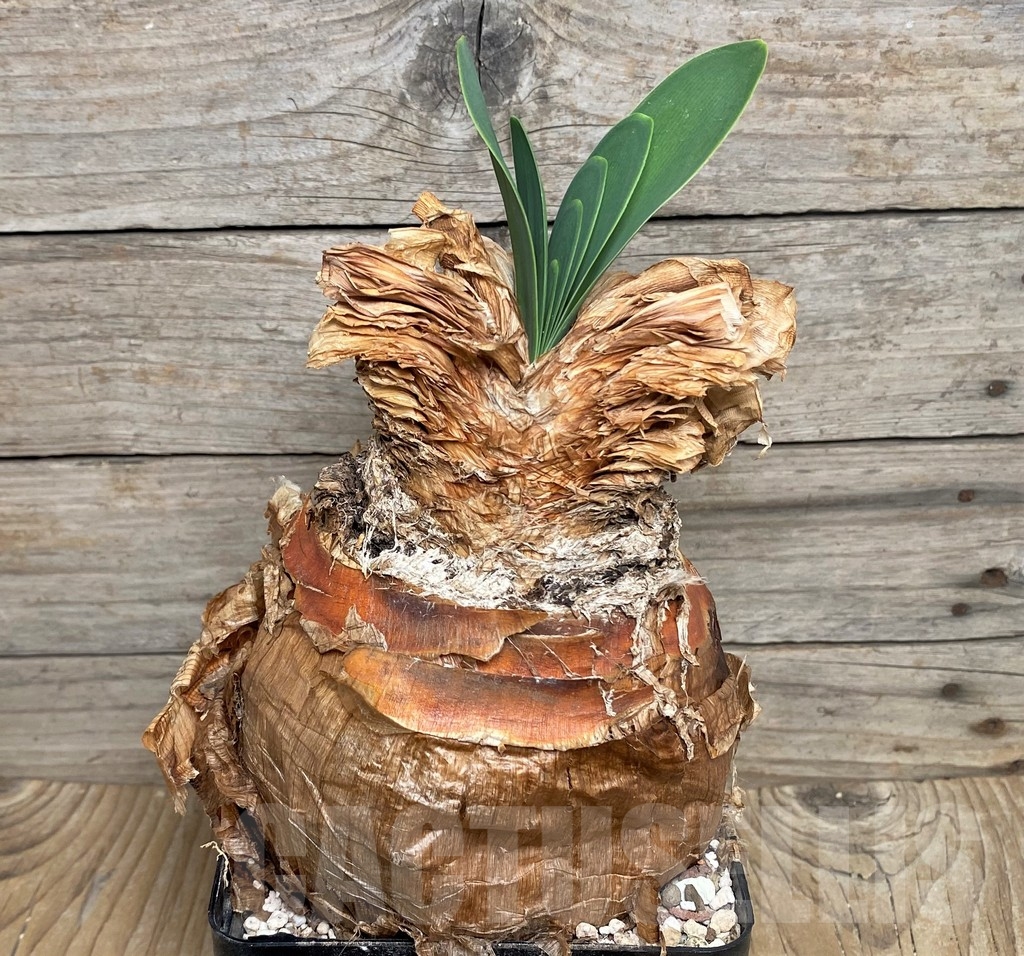 SHPR16313 Boophone disticha