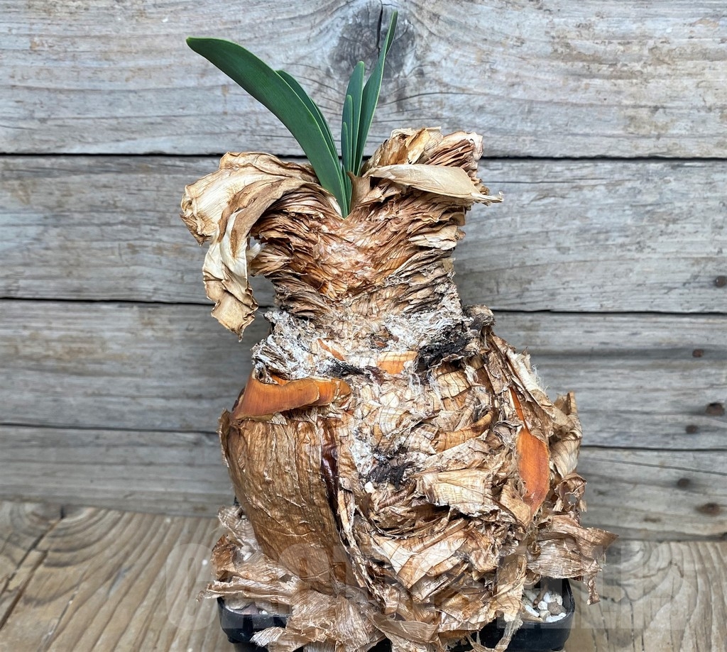 SHPR16313 Boophone disticha - Image 2