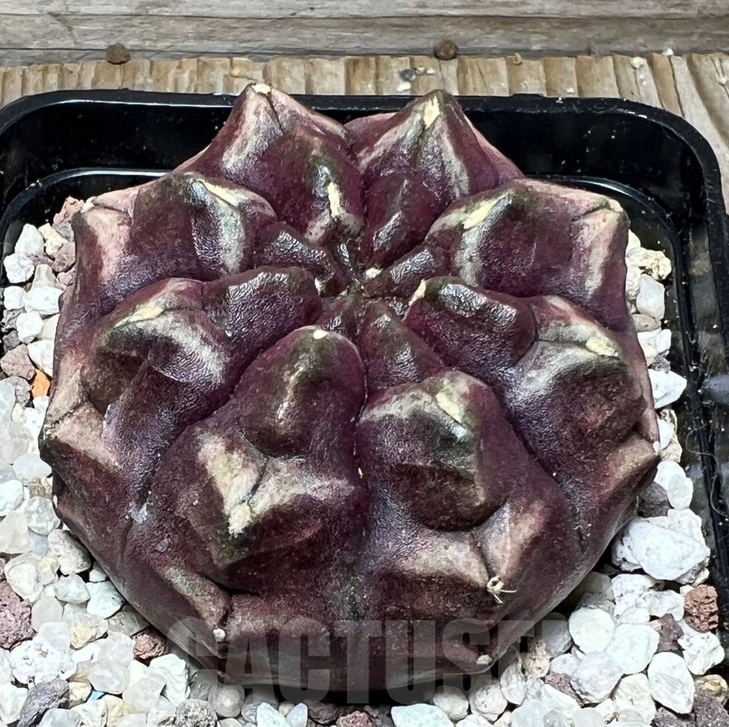 SHPR16440 Gymnocalycium mihanovichii 'Day dream' - Image 2