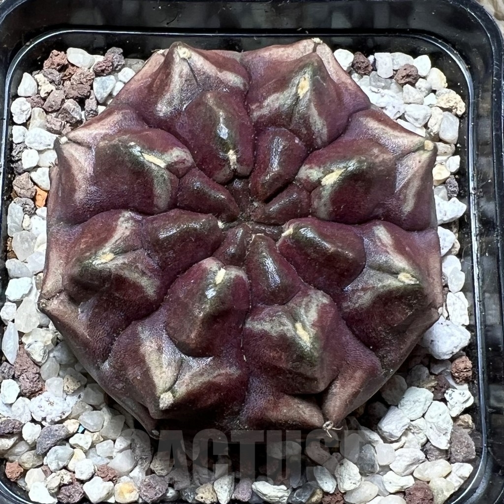 SHPR16440 Gymnocalycium mihanovichii 'Day dream'