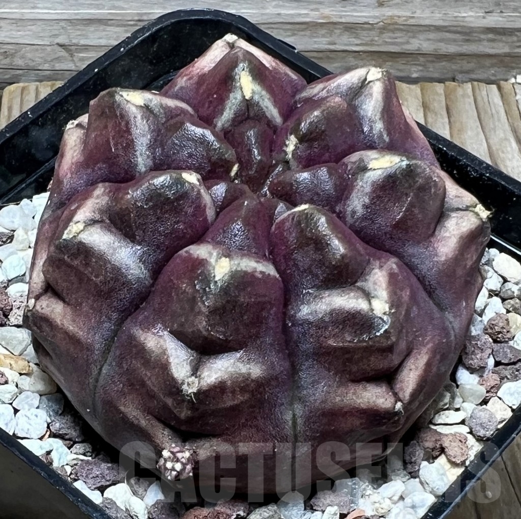 SHPR16441 Gymnocalycium mihanovichii 'Day dream' - Image 2