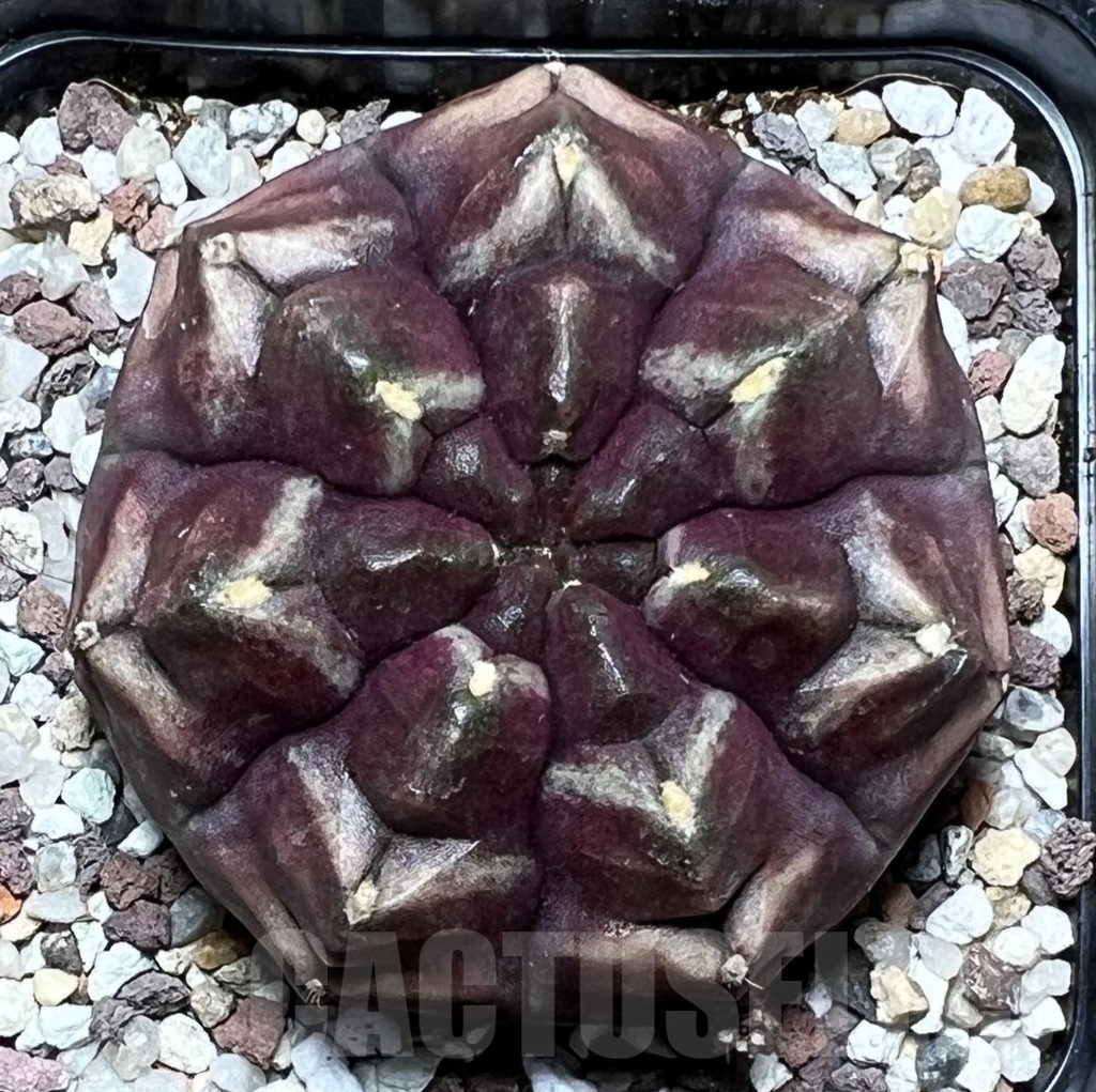 SHPR16441 Gymnocalycium mihanovichii 'Day dream'