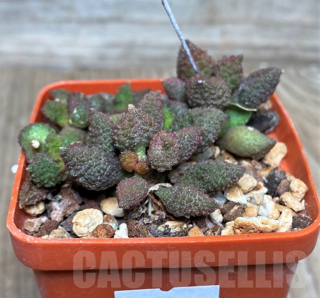 SHPR16317 Adromischus marianiae v. herrei - Image 2