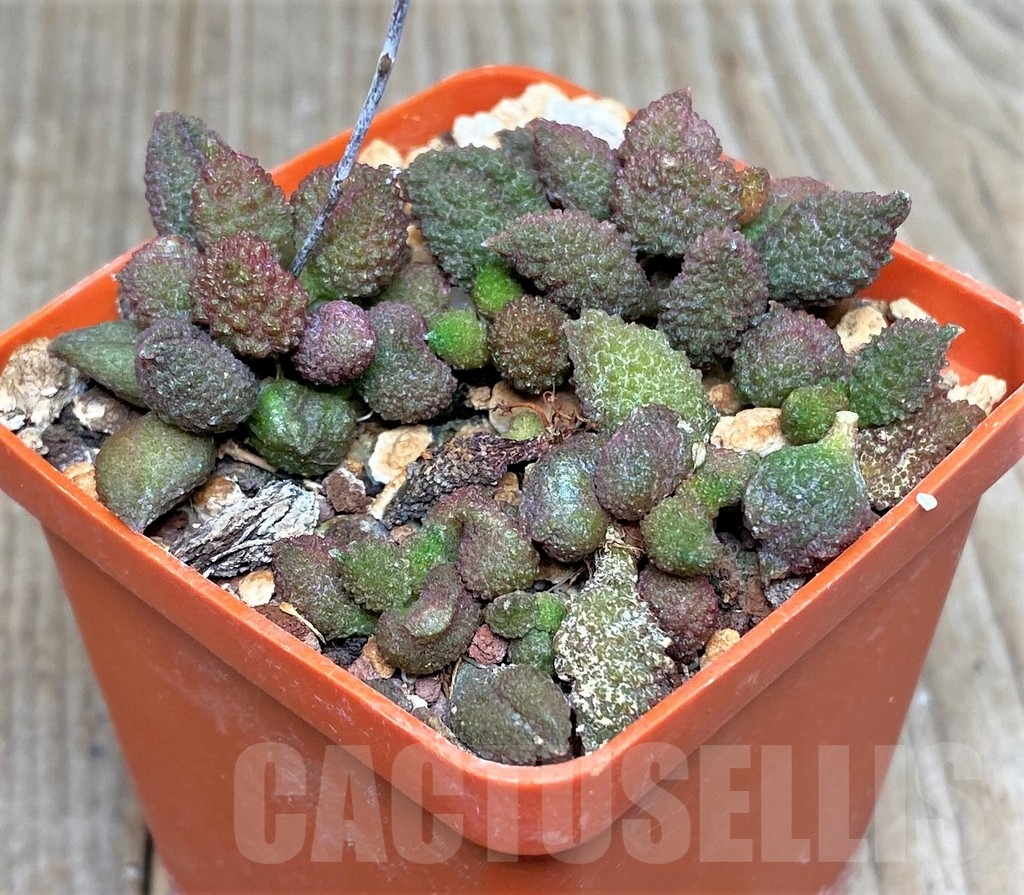 SHPR16317 Adromischus marianiae v. herrei