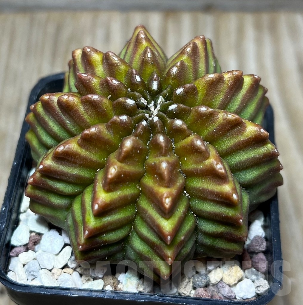 SHPR16443 Gymnocalycium mihanovichii 'Inermis' - Image 2