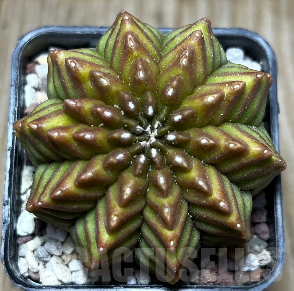 SHPR16443 Gymnocalycium mihanovichii 'Inermis'