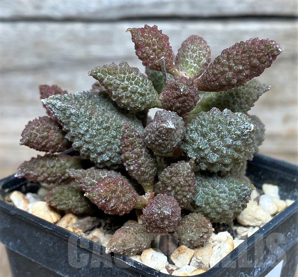 SHPR16318 Adromischus marianiae v. herrei - Imagen 2