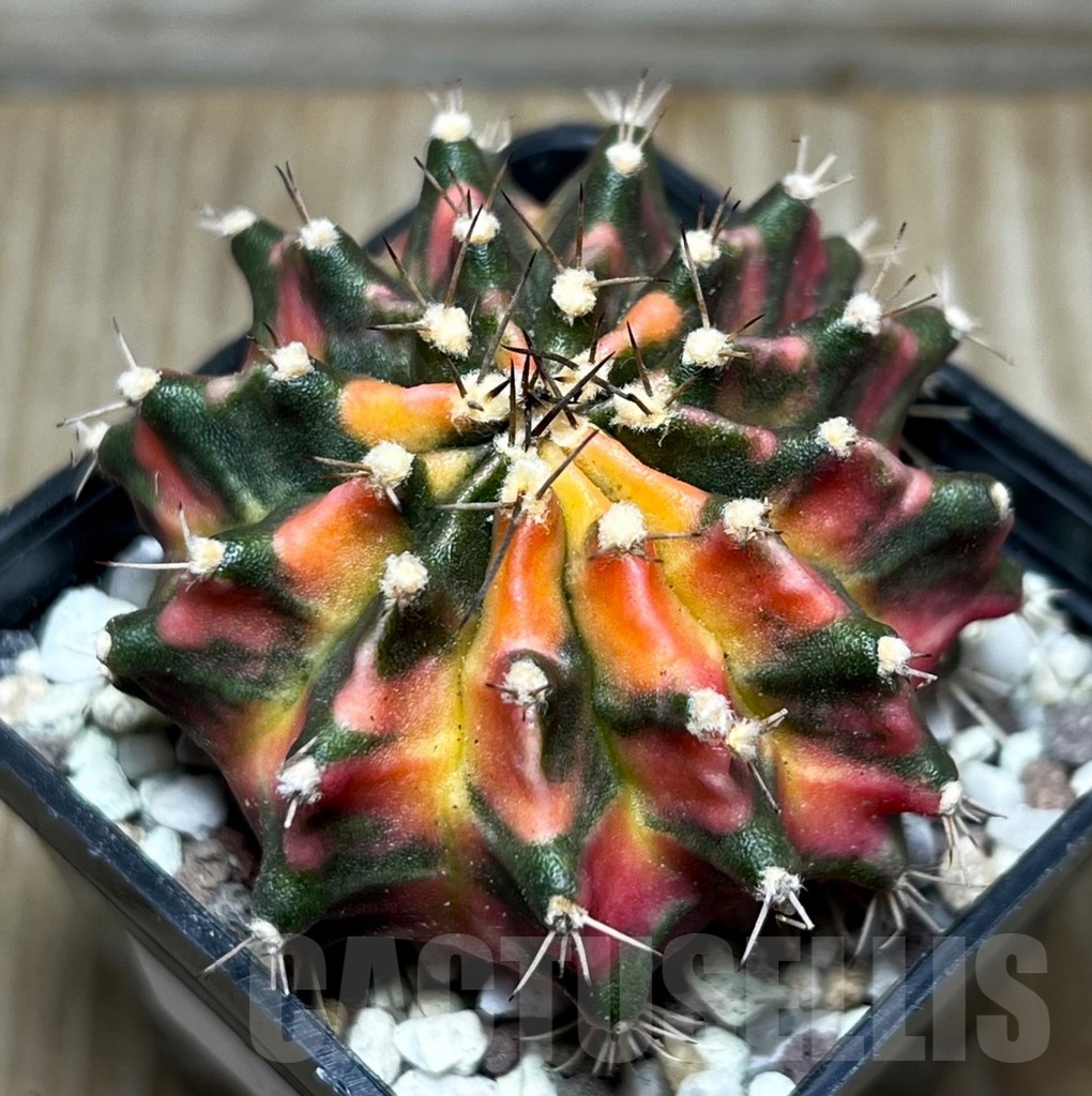 SHPR16444 Gymnocalycium mihanovichii 'Red' - Image 2