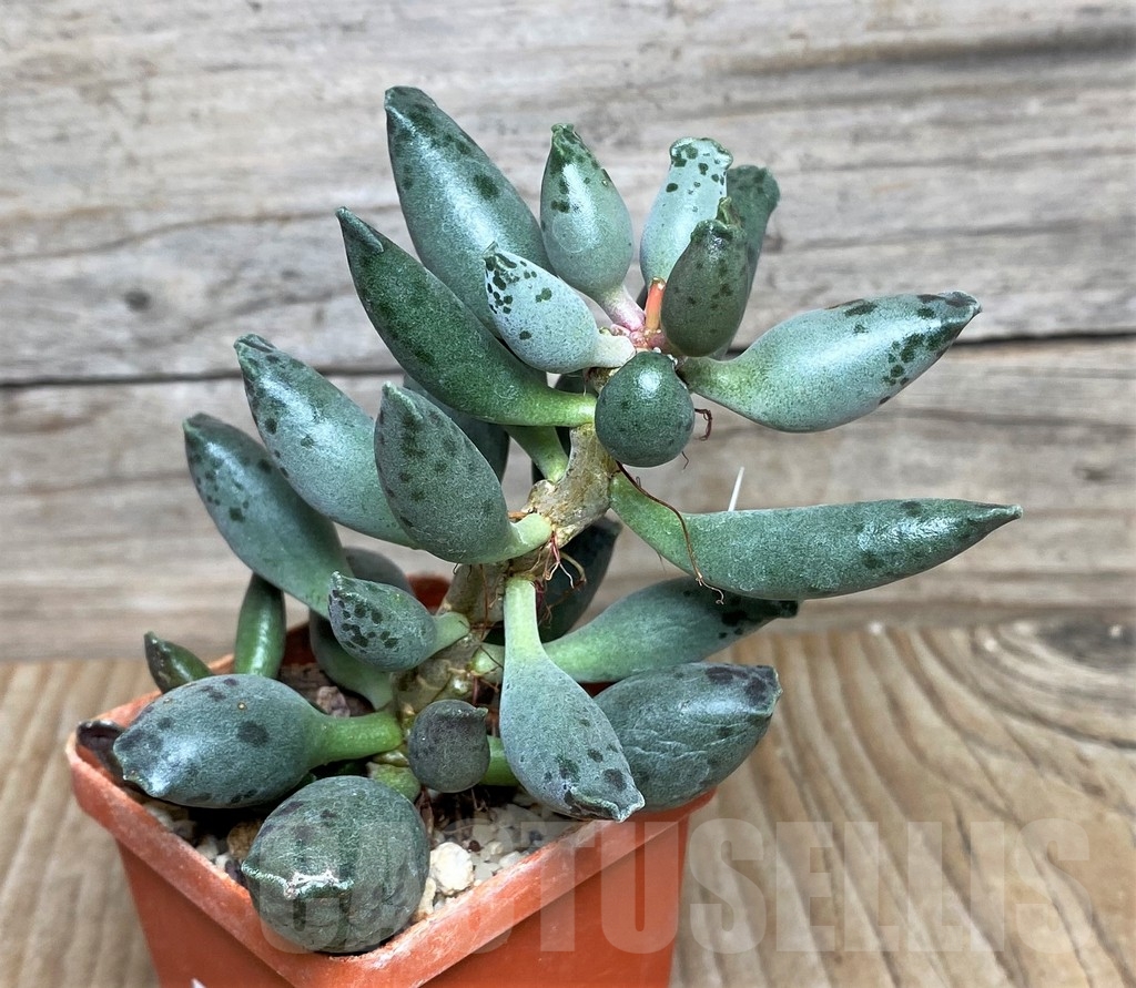 SHPR16319 Adromischus 'Silver Tubes' - Imagen 2