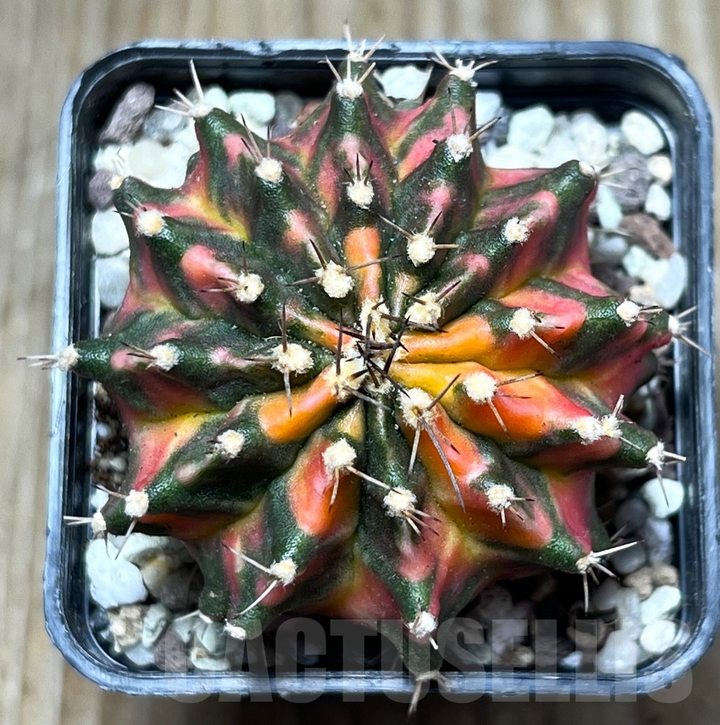 SHPR16444 Gymnocalycium mihanovichii 'Red'