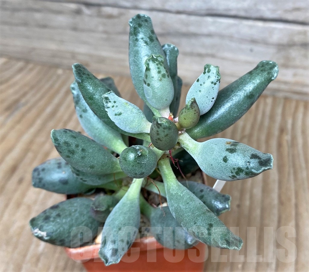 SHPR16319 Adromischus 'Silver Tubes'
