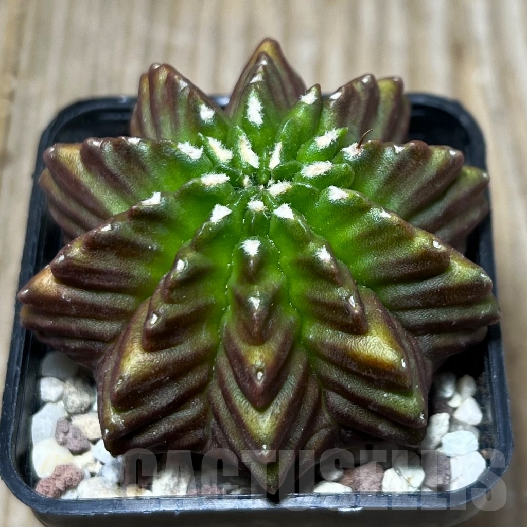 SHPR16446 Gymnocalycium mihanovichii 'Inermis' - immagine 2