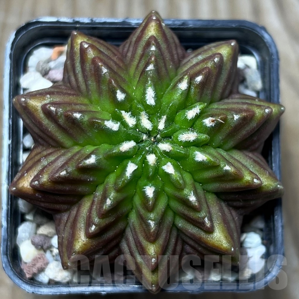 SHPR16446 Gymnocalycium mihanovichii 'Inermis'