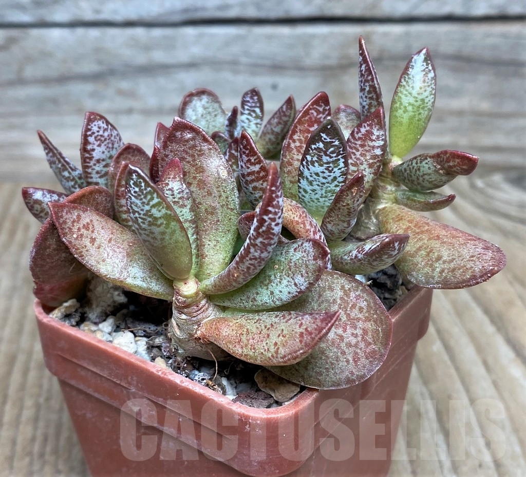 SHPR16322 Adromischus schuldtianus 'South of Warmbad'