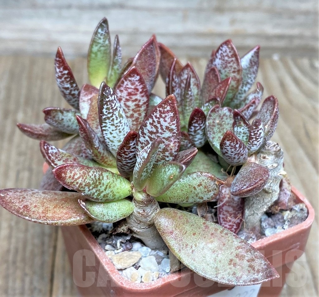 SHPR16322 Adromischus schuldtianus 'South of Warmbad' - Obrázek 2