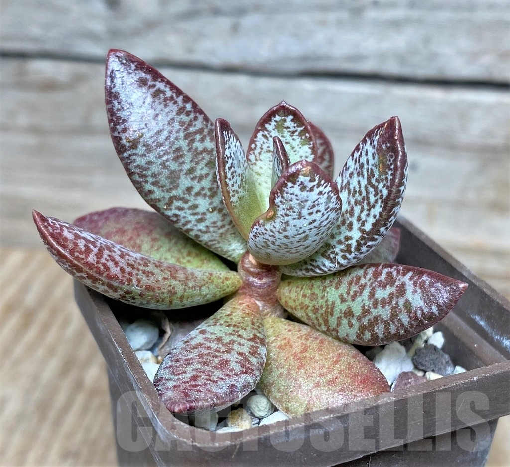 SHPR16324 Adromischus schuldtianus 'South of Warmbad' - Image 2