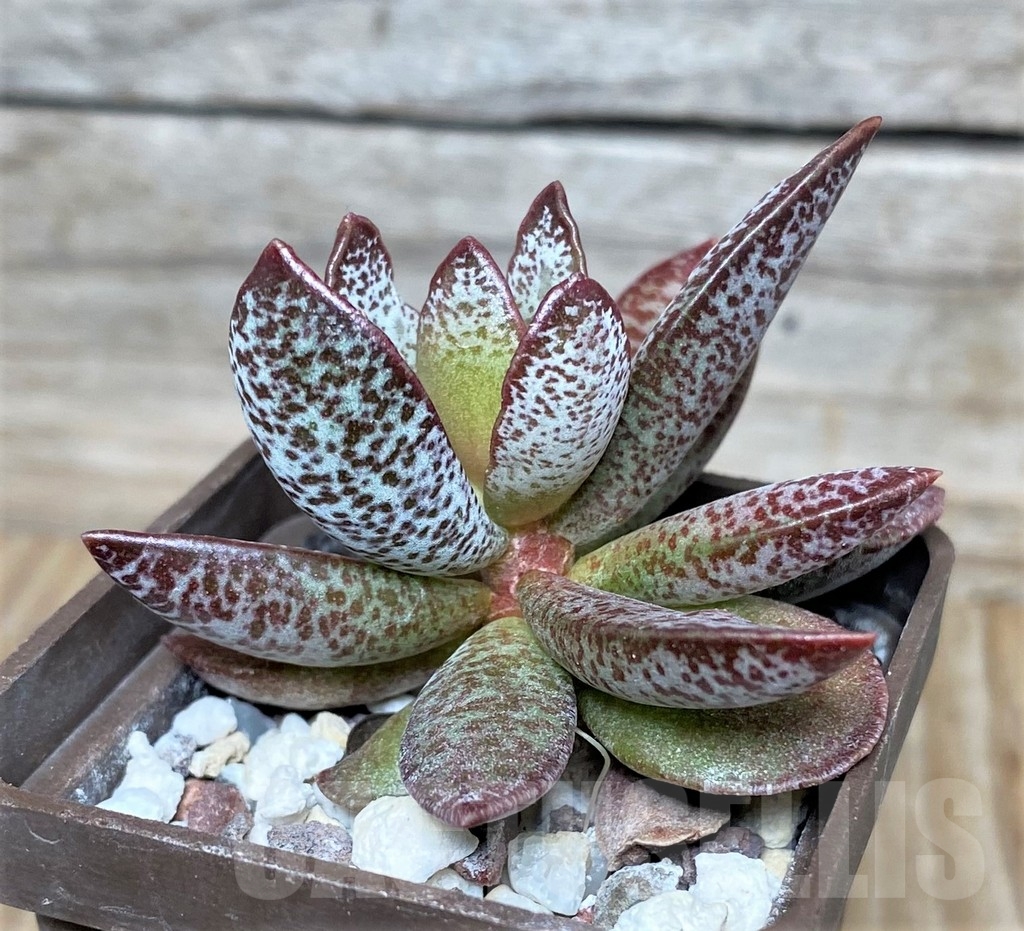 SHPR16324 Adromischus schuldtianus 'South of Warmbad'