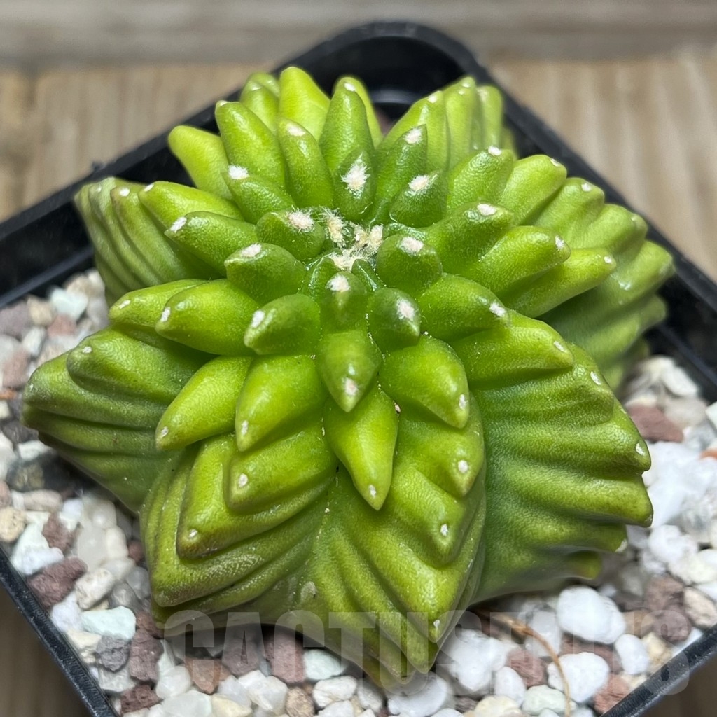 SHPR16450 Gymnocalycium mihanovichii 'Inermis' - Imagen 2