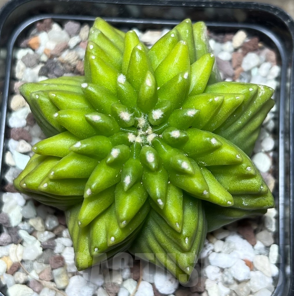 SHPR16450 Gymnocalycium mihanovichii 'Inermis'