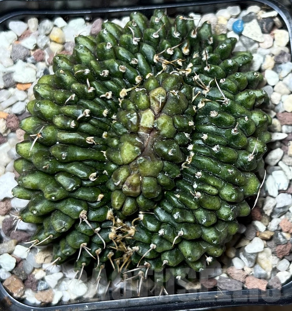 SHPR16451 Gymnocalycium mihanovichii 'Inermis' f. cristata - Obrázek 2