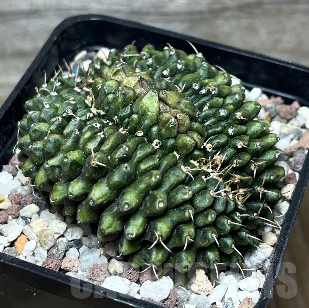 SHPR16451 Gymnocalycium mihanovichii 'Inermis' f. cristata