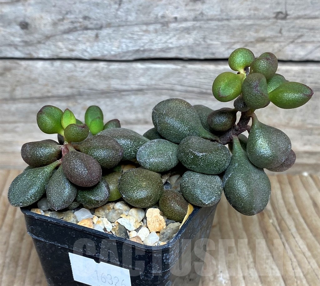 SHPR16326 Adromischus marianiae 'Little Spheroid' - immagine 2