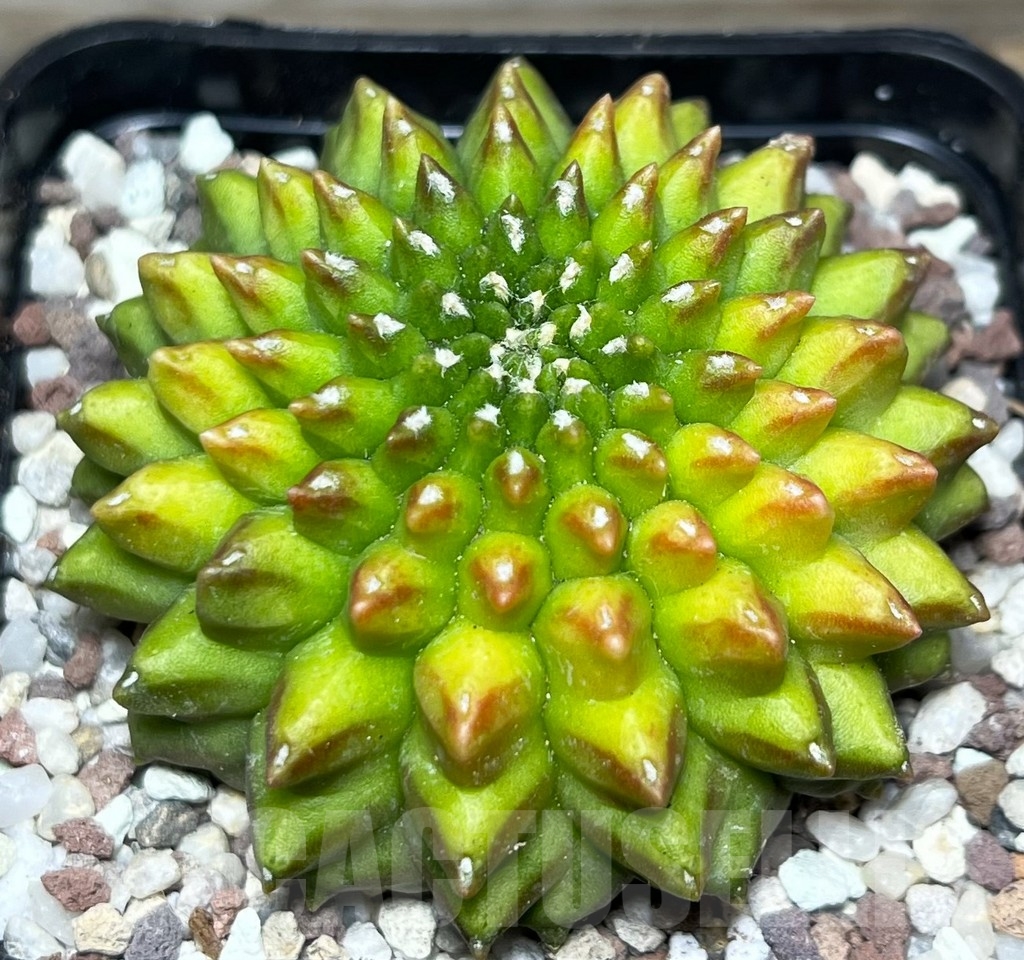 SHPR16452 Gymnocalycium mihanovichii 'Inermis' - Зображення 2