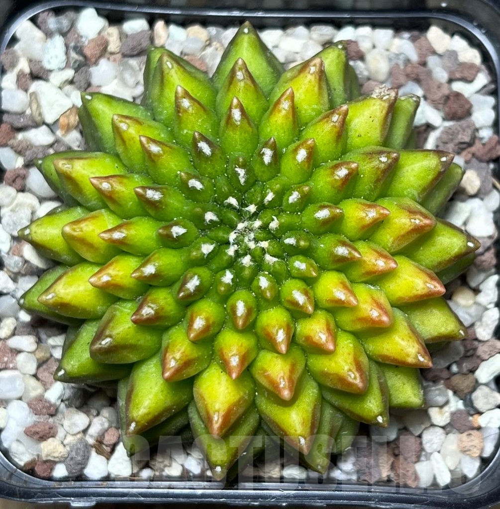 SHPR16452 Gymnocalycium mihanovichii 'Inermis'