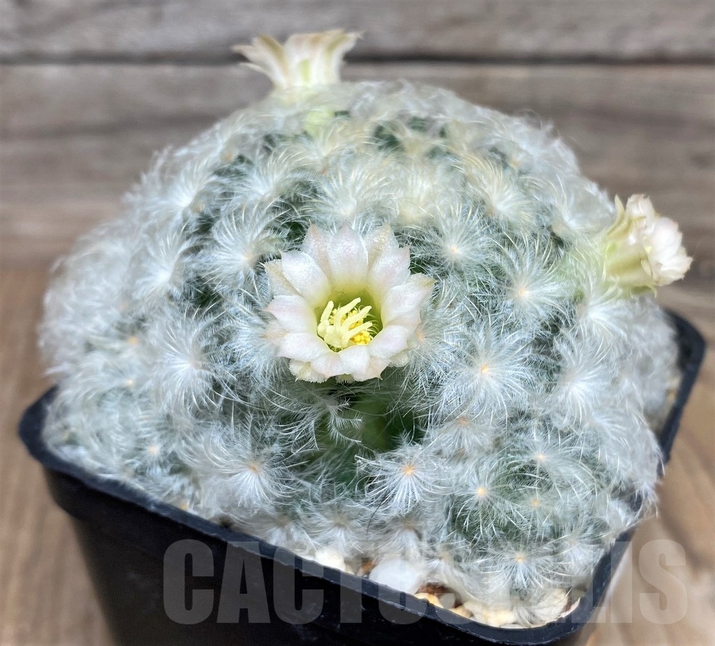 SHPR9127 Mammillaria plumosa