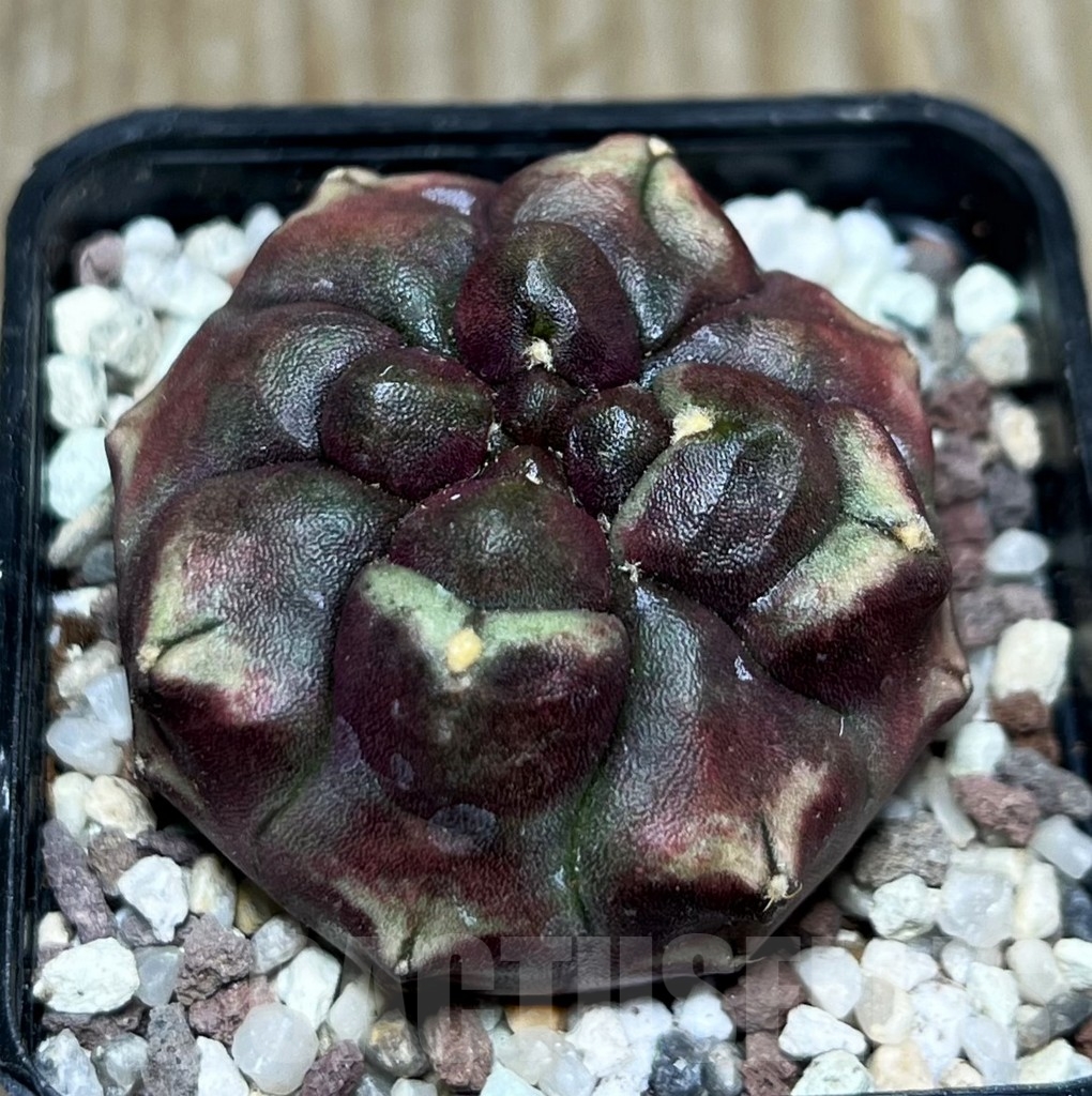 SHPR16455 Gymnocalycium mihanovichii 'Day dream' - Зображення 2