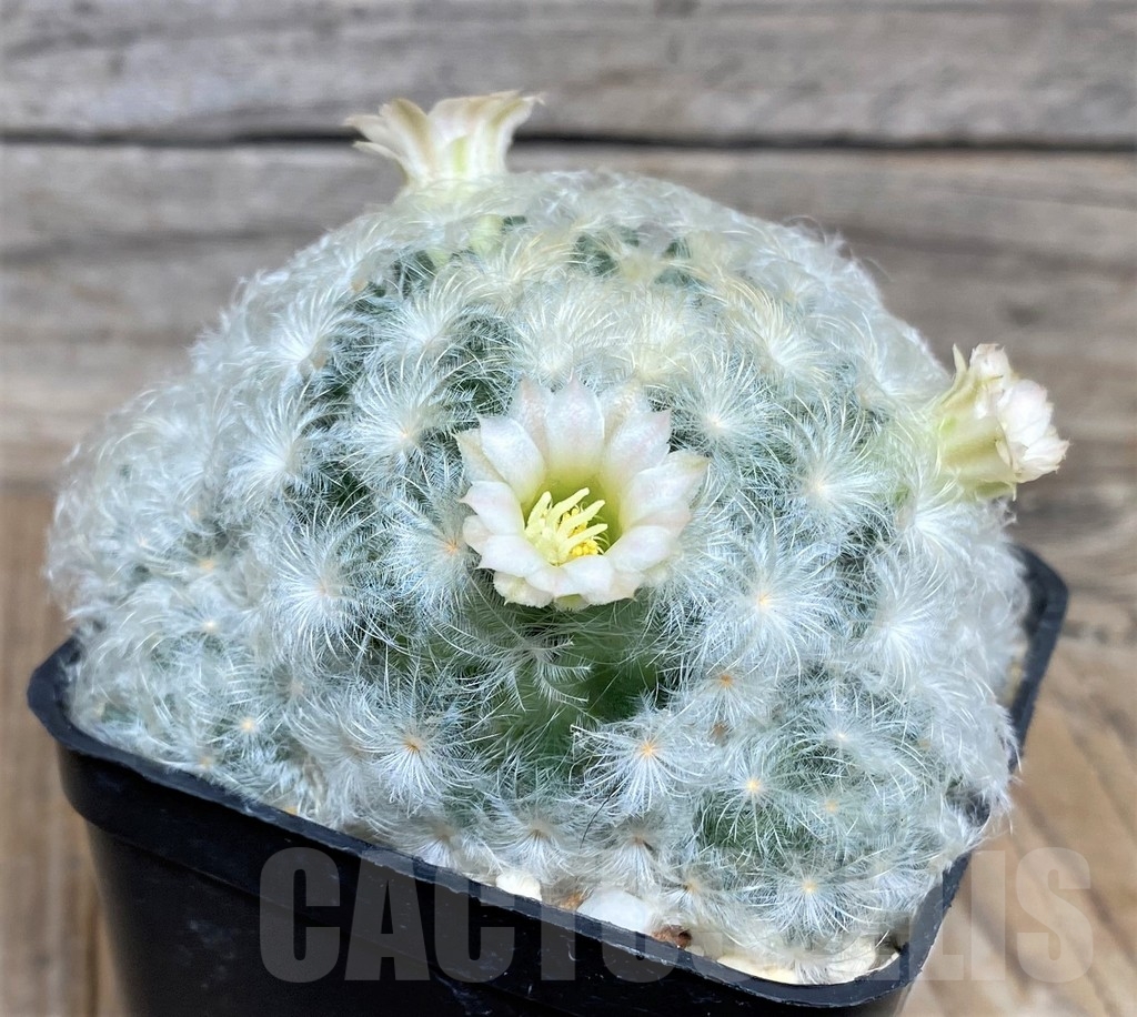 SHPR9127 Mammillaria plumosa - Image 2