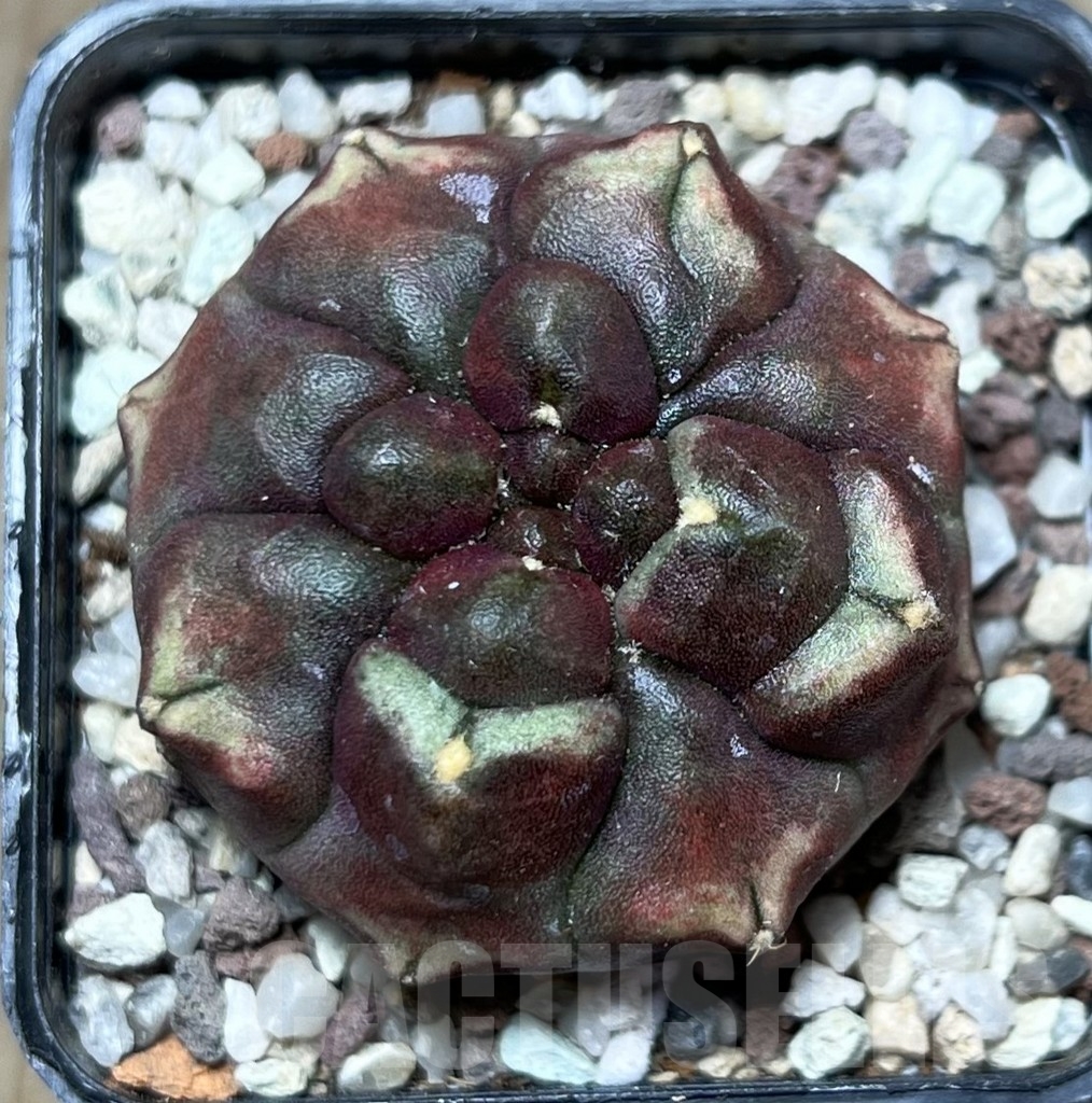 SHPR16455 Gymnocalycium mihanovichii 'Day dream'