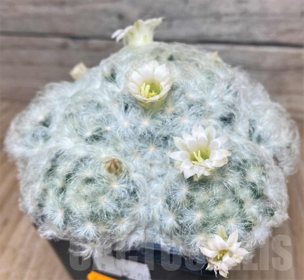 SHPR9128 Mammillaria plumosa
