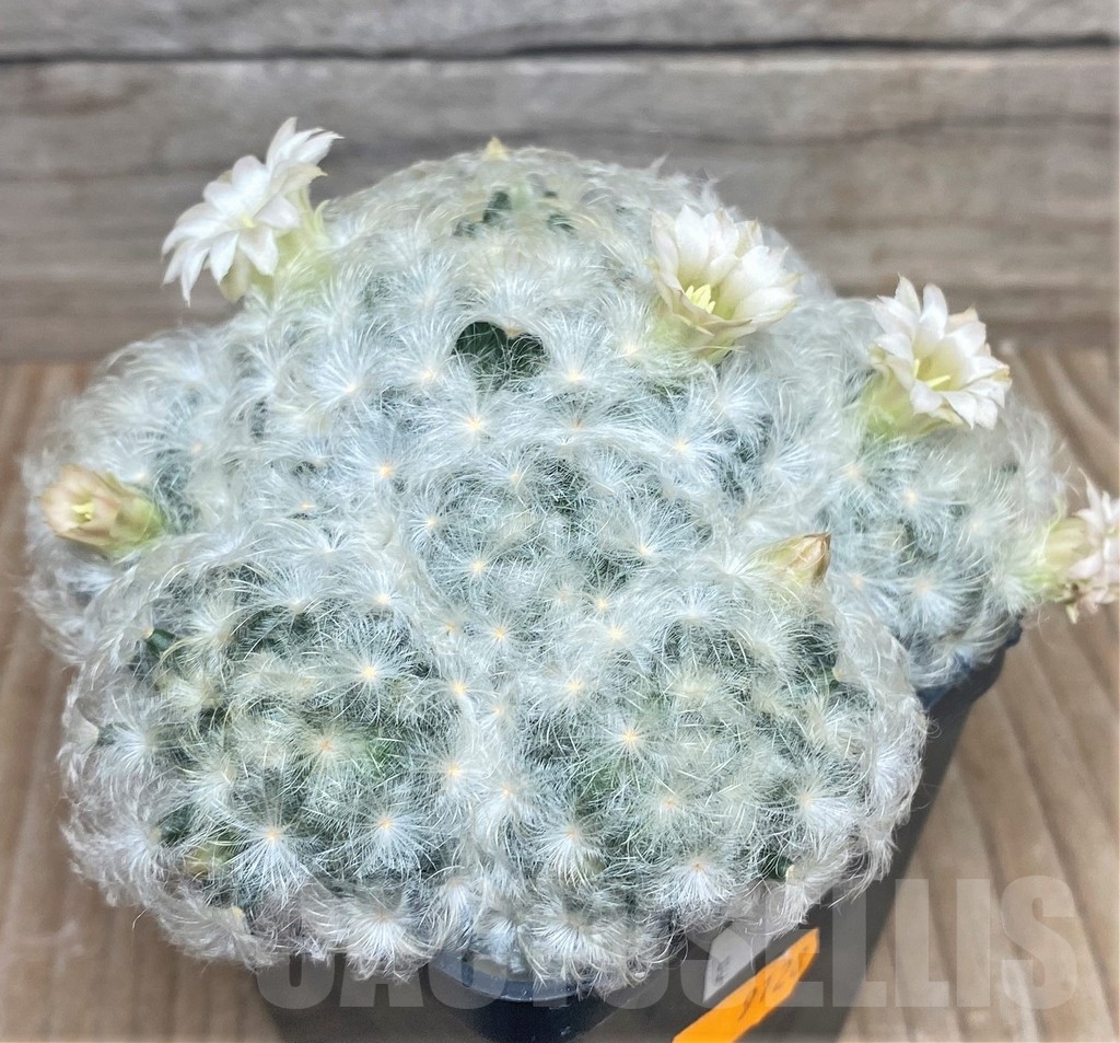 SHPR9128 Mammillaria plumosa - Image 2