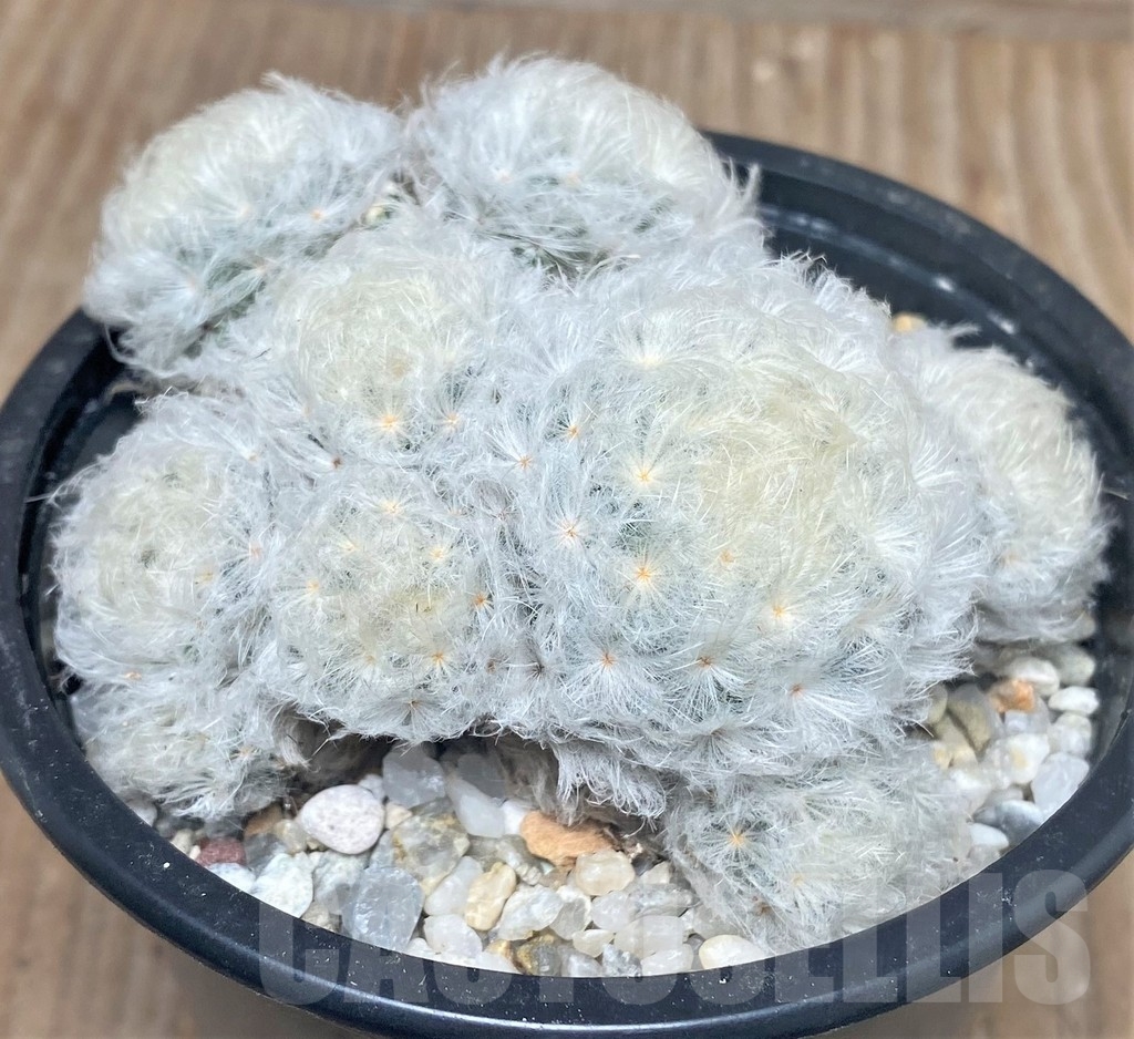 SHPR16329 Mammillaria plumosa