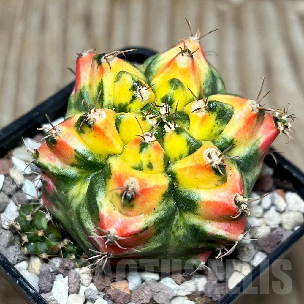 SHPR16508 Gymnocalycium mihanovichii f. variegata T3115 - Image 2