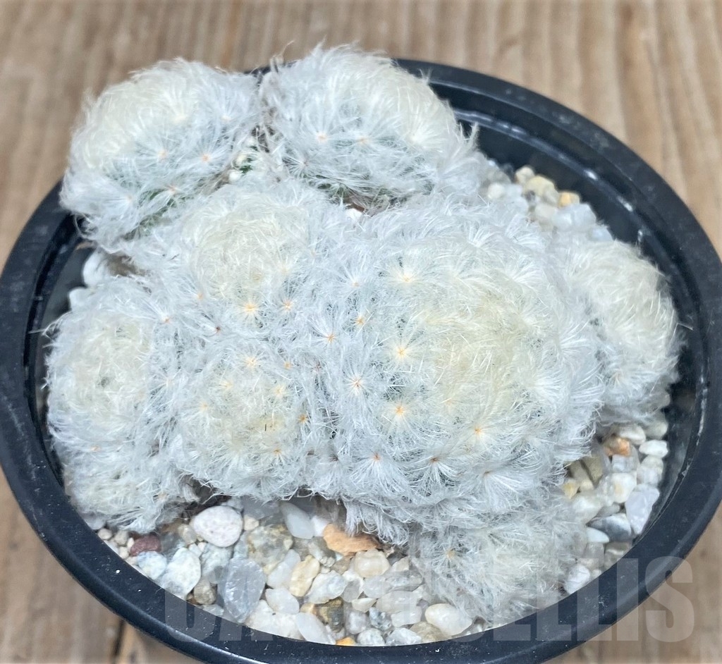 SHPR16329 Mammillaria plumosa - Image 2